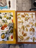 Acorns - 2 Tea Towels