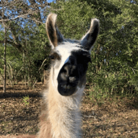 Vlinder profile image