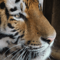 LIESEL profile image