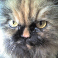 Livia profile image